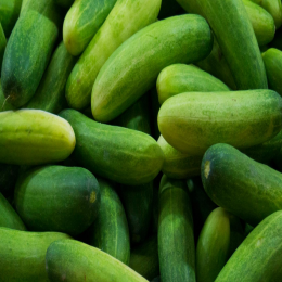 SBJEI-FRESH CUCUMBER FOR CURRY